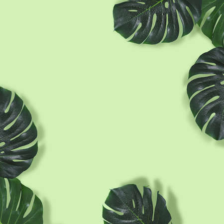 Natural green background with a monster leaves frame.の写真素材