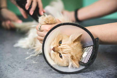 Haircut of shaggy ginger cat. Selective focus on cat face.
