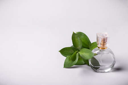 Bottle of perfume and green twig. Perfume fragrance freshness concept.の写真素材