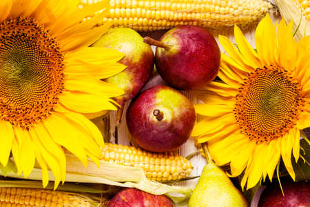 Autumn background with corn, sunflower and pears. Harvest holiday concept.の写真素材