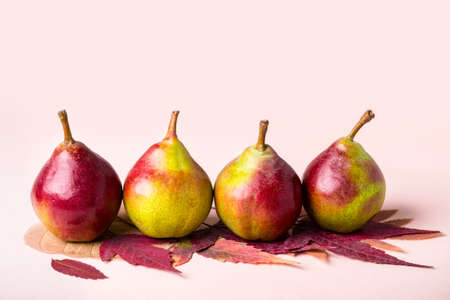 Ripe pears and dry purple leaves on pink background. Autumn harvest concept.の写真素材
