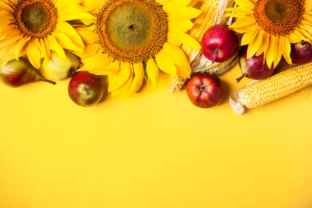 Beautiful sunflowers, pears and corn on yellow background. Holiday harvest concept.