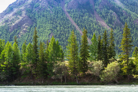 mountain river Chuja runs between coniferous forest and meadows. Altay, Russia