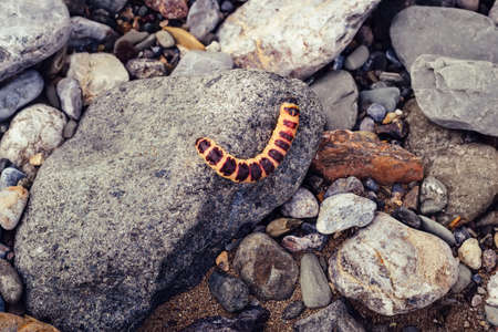 Red caterpillar Cossus Cossus on gray stones.