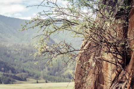 branches of the bush grow from the rock. Selective focus. Fragment of mountains. Altai Russia.の写真素材