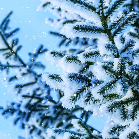 Blue Christmas fairy Background. Snow coniferous branches.の写真素材
