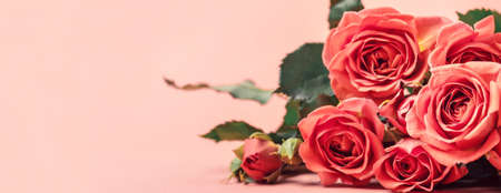 Delicate coral beautiful roses. Selective focus Banner formatの写真素材