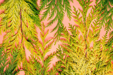 Pink floral  of openwork thuja leaves.の写真素材