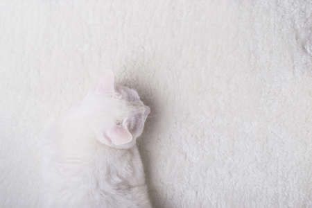 White cat masked on a white fur rug.の写真素材