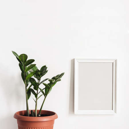 Mock up Photo Frame on white wall and potted plant Zamioculcas.の写真素材