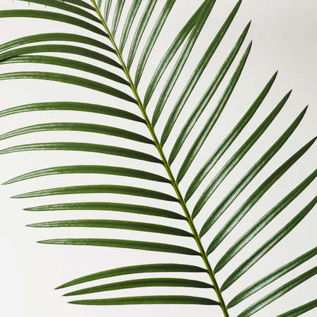 Fragment Palm branch on white