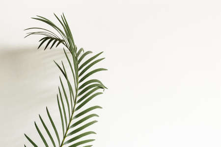 Palm branch and shadow on whiteの写真素材