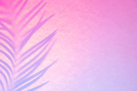 Shadow of palm leaf in trendy duotone backlight.