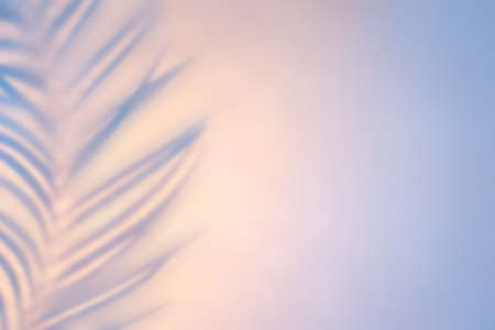Shadow drawing from palm leaf in golden blue backlight. Gentle morning Abstract backdrop.