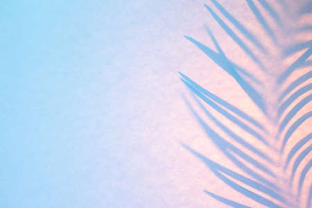Shadow of palm leaf in trendy duotone backlight. Gentle Abstract backdrop.の写真素材