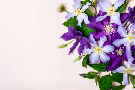 Summer floral  with beautiful purple flowers.の写真素材