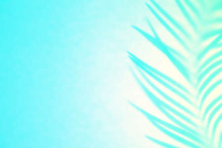 Shadow of palm leaf in mint green backlight. Gentle Abstract backdrop