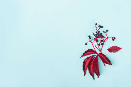 Sprig of red wild grapes on blue background. Autumn minimal concept.