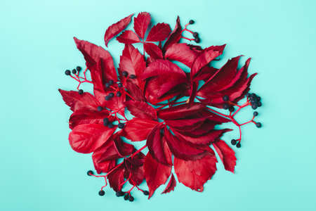 Creative layout made of red leaves and blue berries on mint background.の写真素材