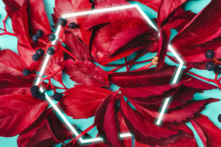 Autumn background. Purple leaves and blue berries of wild grapes. Stylish Hexagon Frame.の写真素材