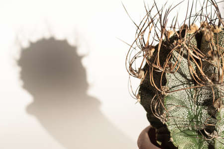 Cactus close-up and its natural shadow on white background.の写真素材