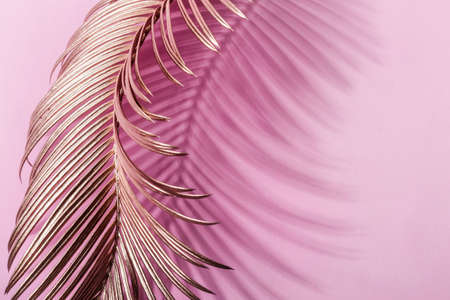 Painted Golden tropical leaves spins on on pink pastelの写真素材