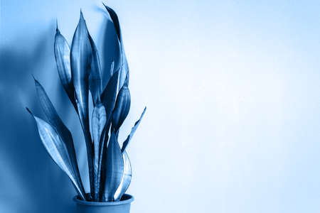 Potted plant Sansevieria against wall Mock up. Blue tinted.の写真素材