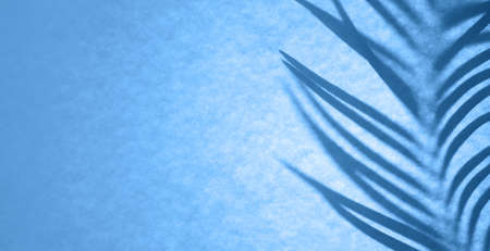 Shadow of palm leaf in classic blue backlight. Floral monochrome backdrop.