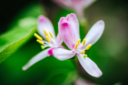 Macro photo of beautiful spring flowering branch with white pink flowers. Vivid colors. Nature...