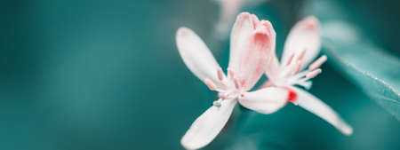 Macro of spring white flowers. Flowering time. Creative cyan colors. Surreal Nature Springtime background, banner format.の写真素材