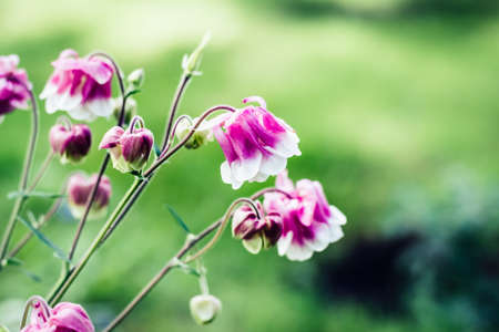 Aquilegia pink flowers blooming in flowerbed. Bright vivid colors. Nature background. Summer...