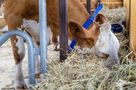 Purebred white red cow eating hay. Modern farmingの写真素材