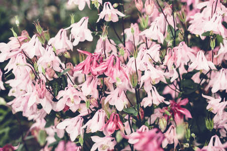 Summer background with blooming pink aquilegia flowers. Beautiful nature scene. Moody bold colors.の写真素材