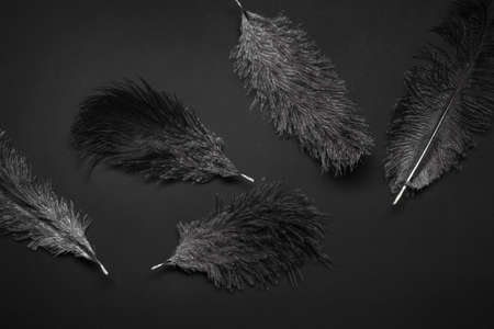 Black monochrome pattern with ostrich feathers.の写真素材