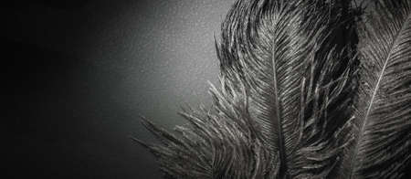 Ostrich feathers in bright spotlight.の写真素材