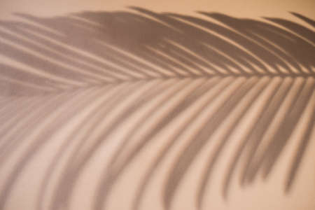 Shadow of palm leaf on natural earthy colors background. Creative drawing of light and shadow for your design.の写真素材