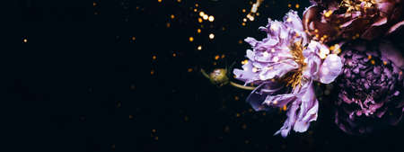 Festive flowers banner. Beautiful peonies on black. Creative tinting and bokeh lightsの写真素材