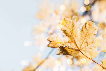Golden maple leaves on sunny day. Beautiful blurred background with with bokeh.