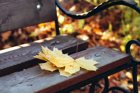 Bouquet of yellow maple leaves on city park bench. Selective focus, autumn mood background.の写真素材