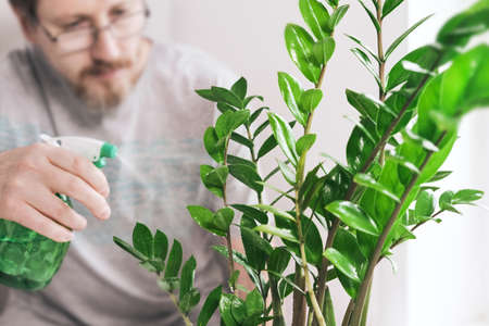 Bearded man caring for houseplant. Soft focus, gardening concept