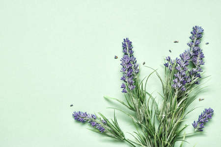 Lavender bouquet on mint green background. Aromatherapy treatment and Skincare spa cosmetics. Minimal background conceptの写真素材