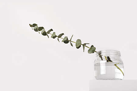 Eucalyptus in glass jar on white podium. Spring fragrances concept, minimal style, low angleの写真素材