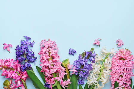 Blue Spring Floral Background. Multicolored hyacinth flowers border. Easter concept. Flat lay, copy spaceの写真素材