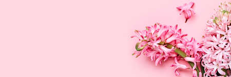 Flowers festive composition. Pink Spring or Easter Floral Background. Beautiful hyacinths flowers, Hello spring conceptの写真素材
