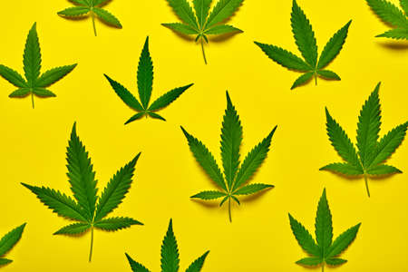 Hemp leaves patternの写真素材