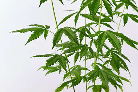 Beautiful green marijuana plant.の写真素材