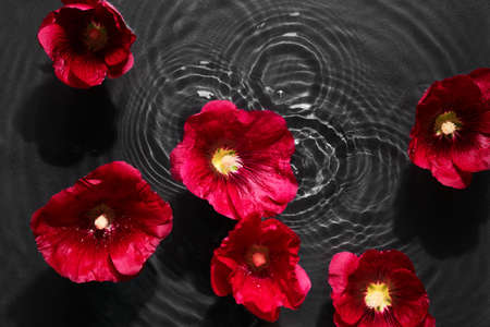 Mallow flowers in black water background with concentric circles and ripples. Natural beauty Spa...