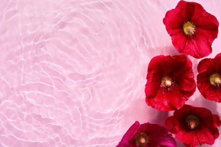 Mallow flowers in pink water background with concentric circles and ripples. Natural beauty Spa concept, Copy spaceの写真素材