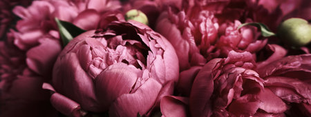 Banner with Beautiful purple peonies, soft focus. Dark Spring or summer floral background. Festive flowers conceptの写真素材