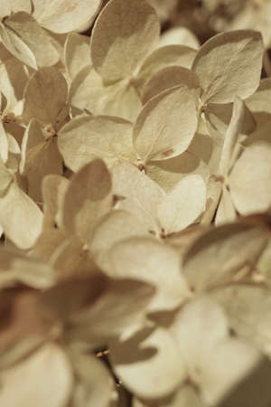 Dry flowers background. Ivory hydrangea petals close-up. Stylish Floral poster. Soft focusの写真素材